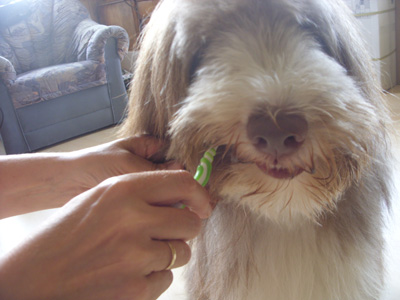 Hund beim Zaehneputzen